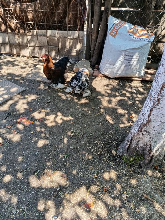 Vând o pereche de puișori cochinchina pitic