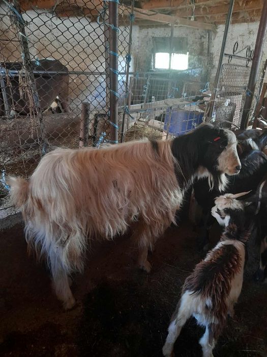 Vand capre,țap si iedițe