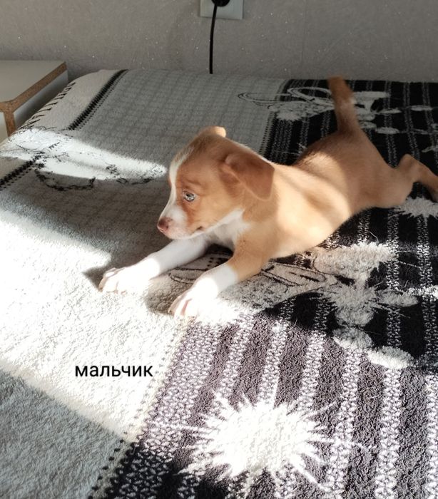 Продам щенков Той-Терьера,родились 20 октября .Отвечаю только в Вацап