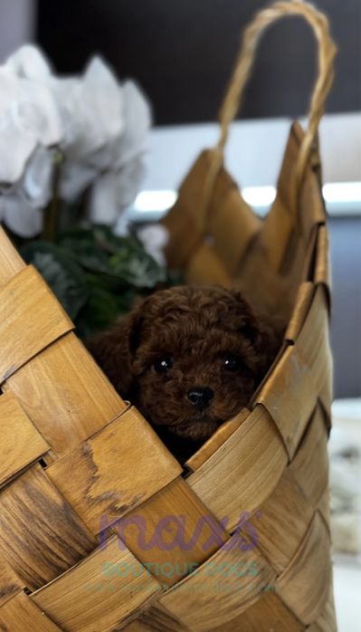 Той Пудел/ Toy Poodle