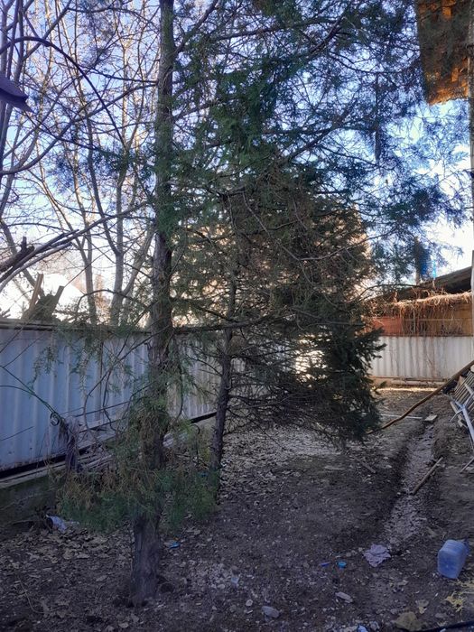 Ёлка продаётся 0