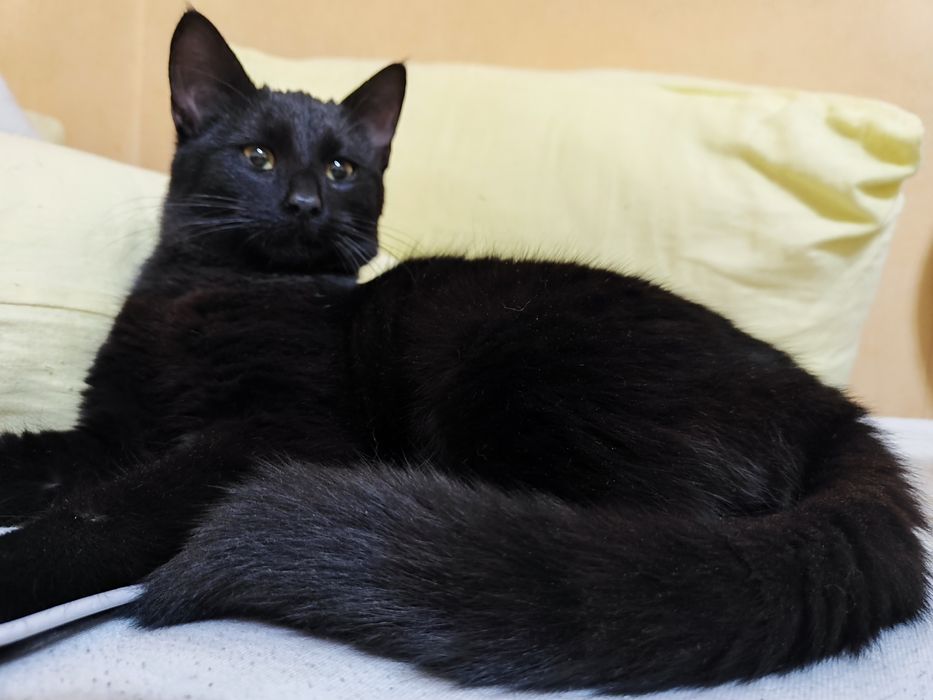 Черно бебе коте. Бамбйска котка