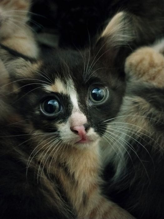 Котята крысыловы