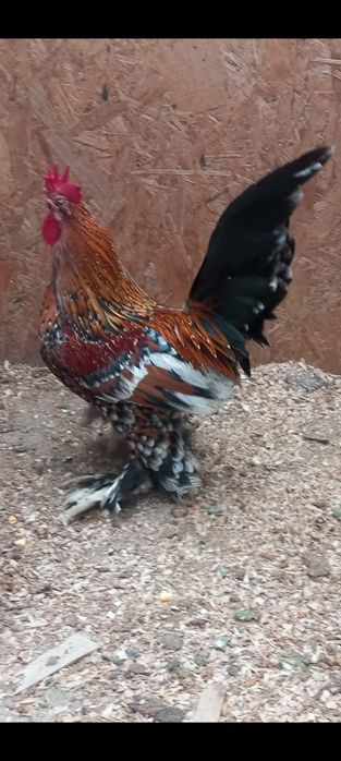 Ouă de incubat și pui de 1 zi