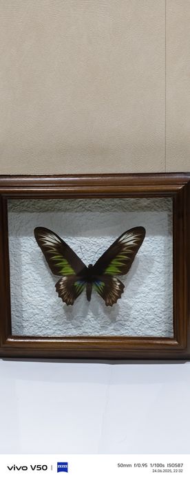 Экзотическая бабочка натуральная. Квадратная рамка Орех.
