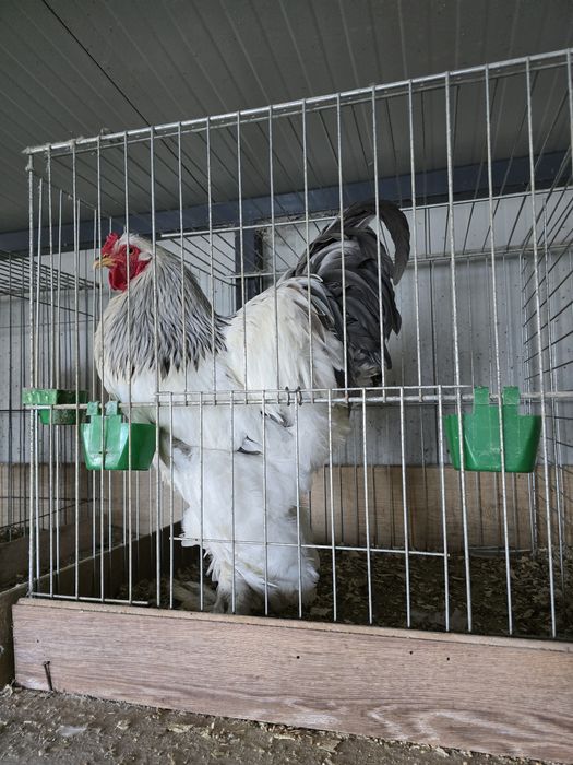 Brahma hd pe albastru  2025