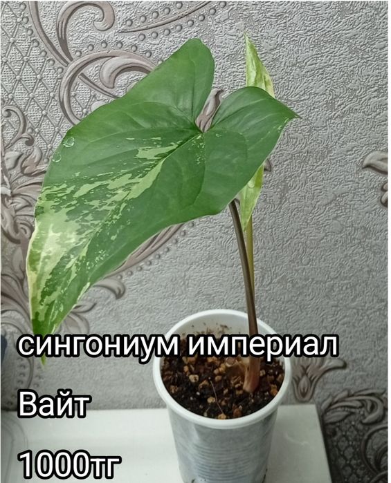 Растения на продажу