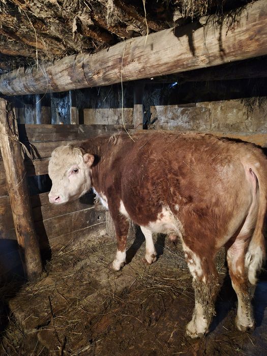 Бука сатамын. Бука сатылады