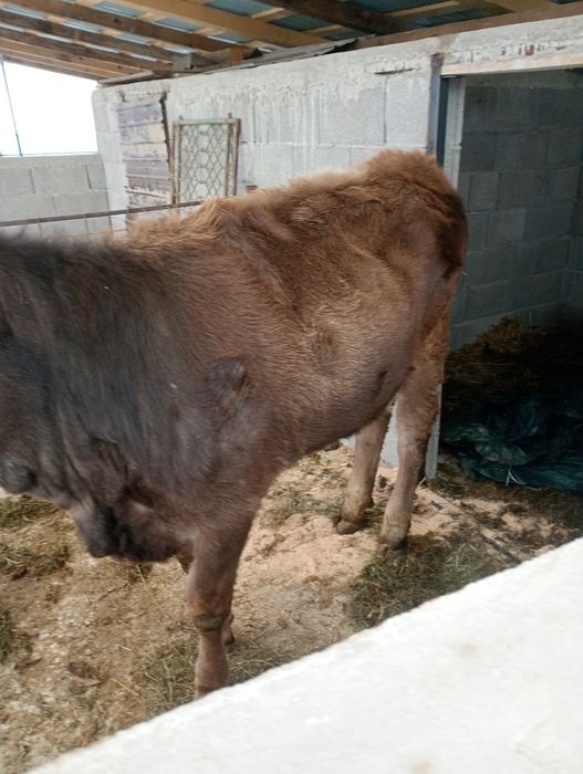 Vând o vițea buna!