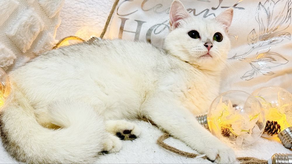 Шикарная британка