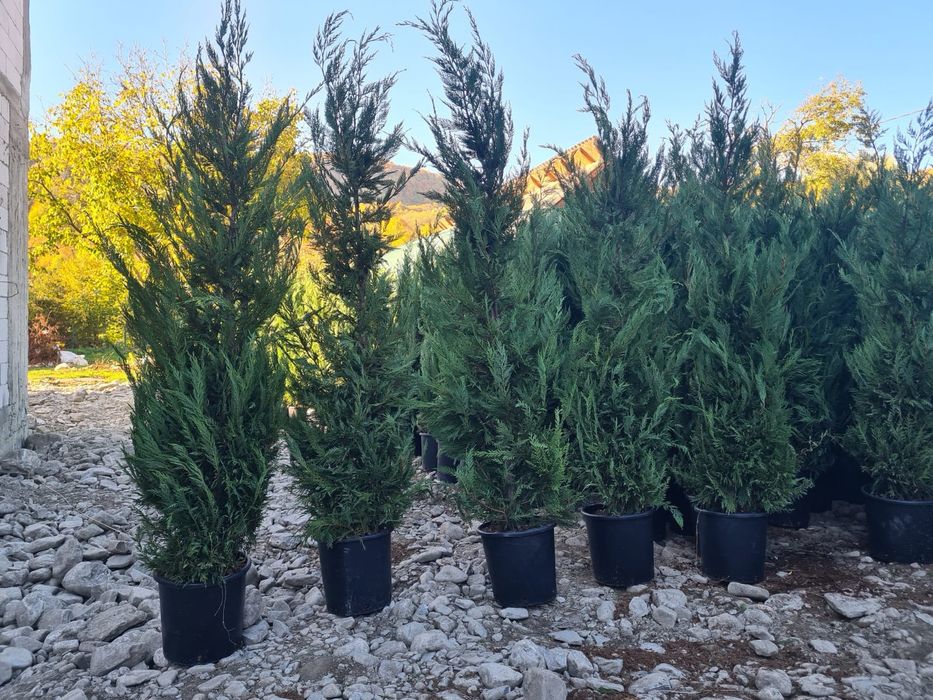 Catalpa  globular  leilandi