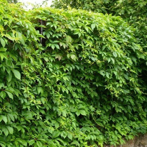 Девичий виноград в горшке