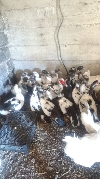 Утки  продам продам