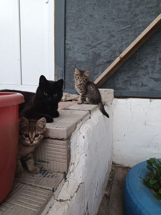 Кошки отдам бесплатно