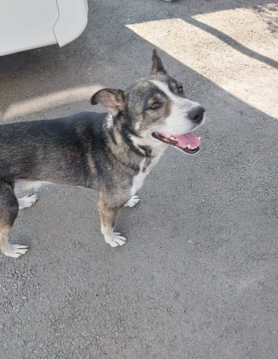 Отдам собачку в хорошее руки