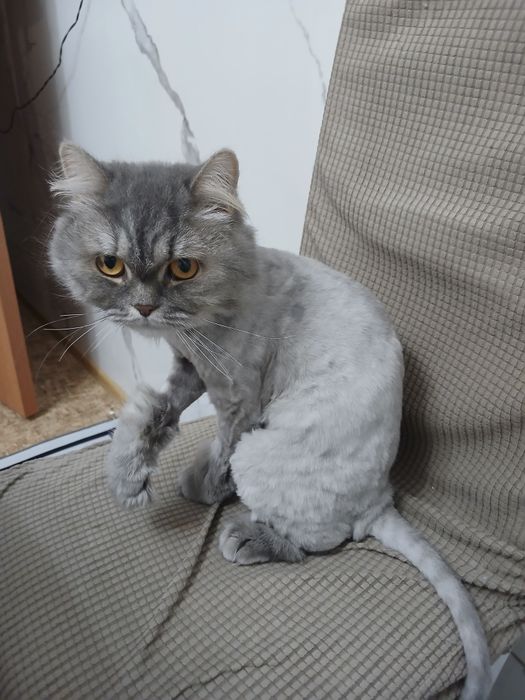 Отдам кошку в добрые руки