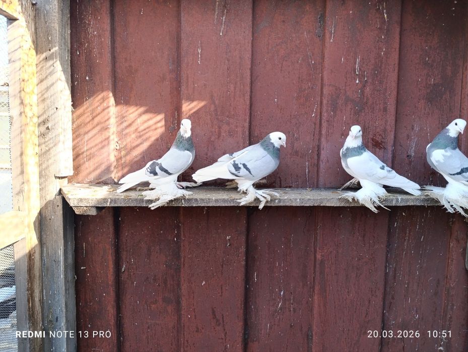 Голуби моздокские сизолысые