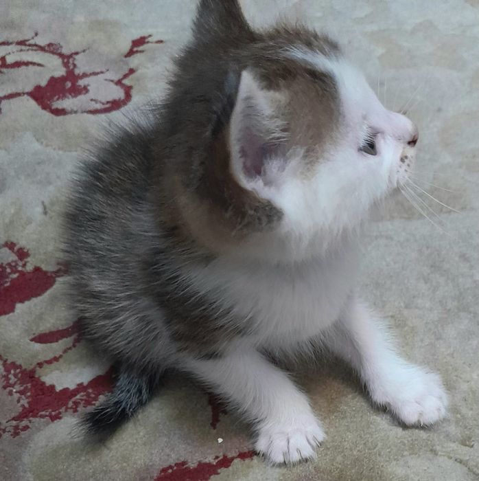 Красивый котёнок