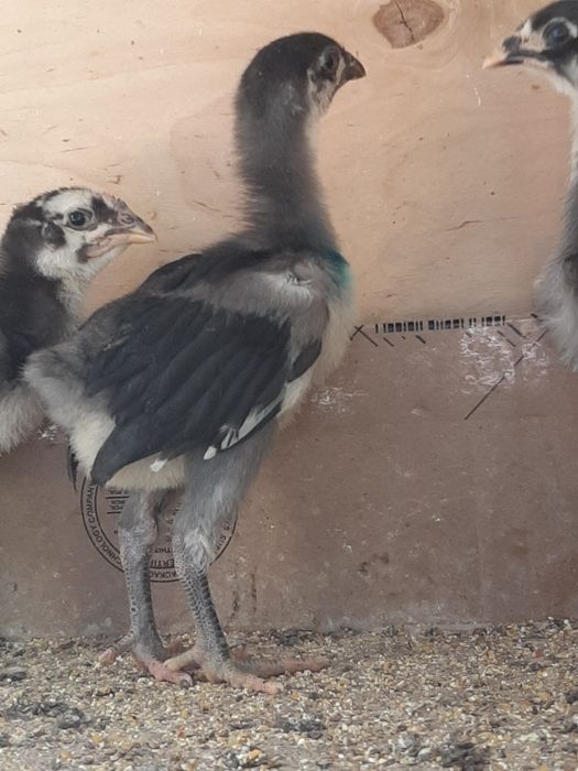 Гигант Кора шахзода тухум ва жужаларига заказ оламиз