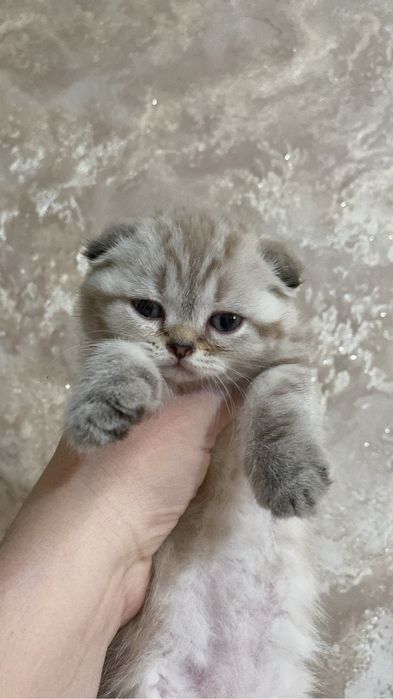 Британская короткошерстная