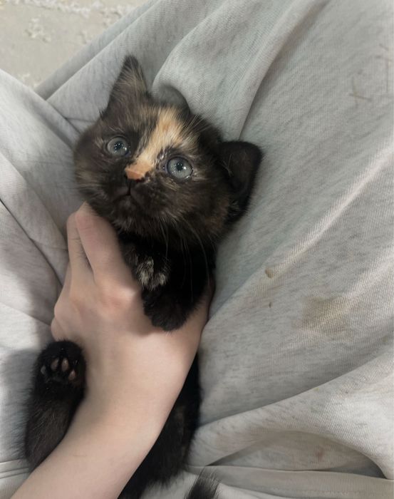 черный котенок шиншилла