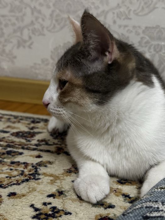 Отдам кошечку даром