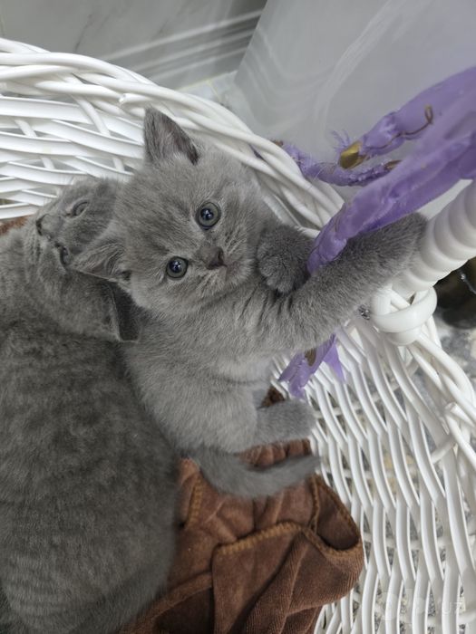 Продаются котята кушают,туалет ходять.Мишки ждут своих хозяевов
