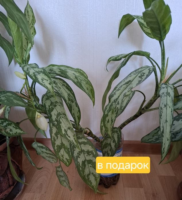 Цветы в горшках, аглаонема