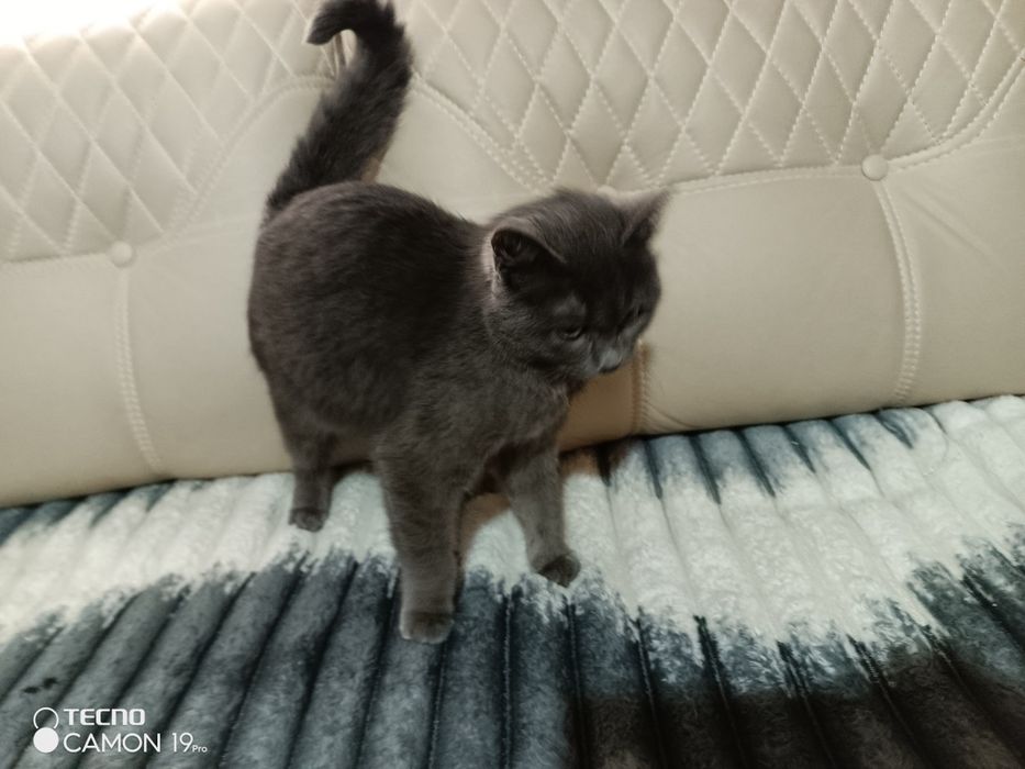 Срочно продаются кошки породы Скотиш страйт-12 месячные