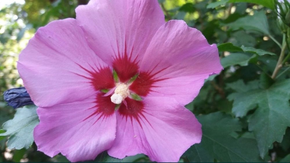 Продам сирийский гибискус