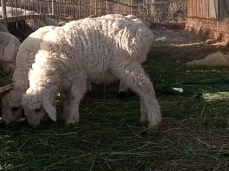 2 ta qochqorcha sotiladi shirboz