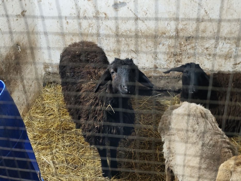 Uy sharoitida boqilgan qo‘ylar sotiladi