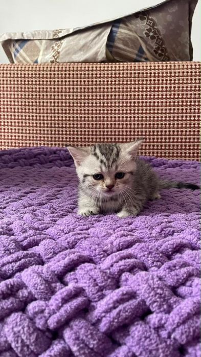 Продажа котят номер снизу