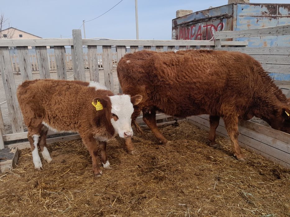 Буаз сиыр ұрғашы баспағымен