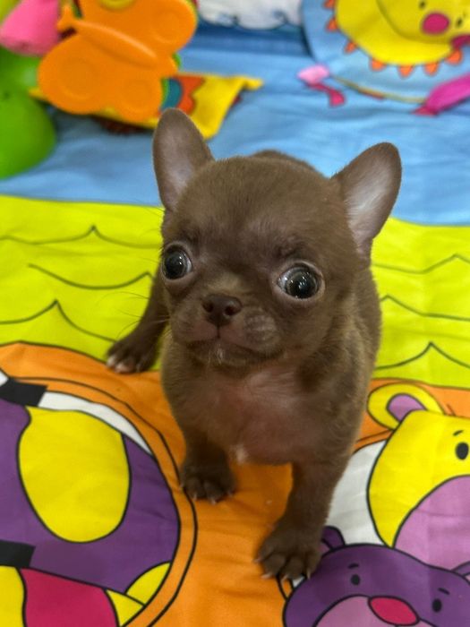 Очаровательные щенки чихуахуа.