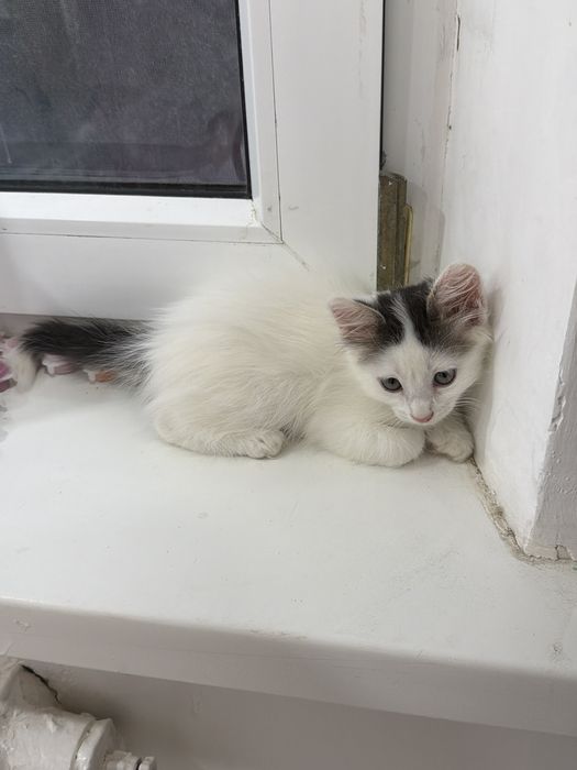 котенок в добрые руки