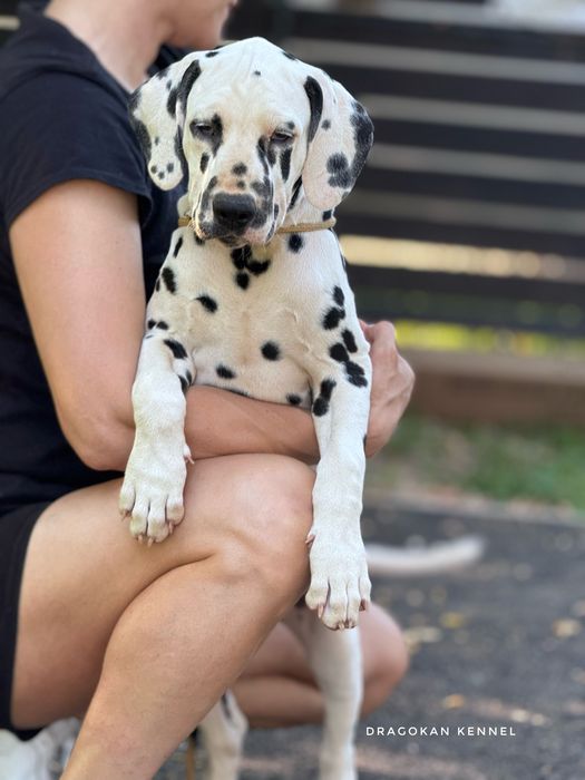 Dalmatian rasă pură cu pedigree