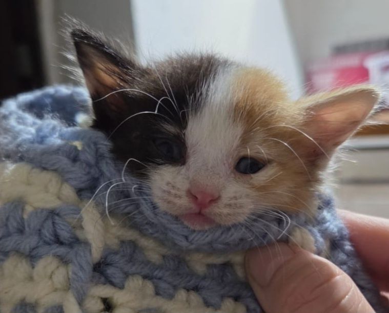 Пристраиваю котят