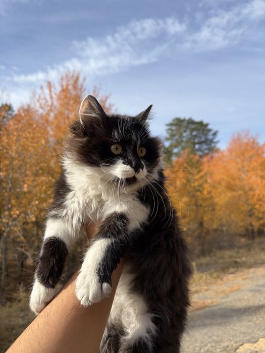Отдам котят в добрые руки