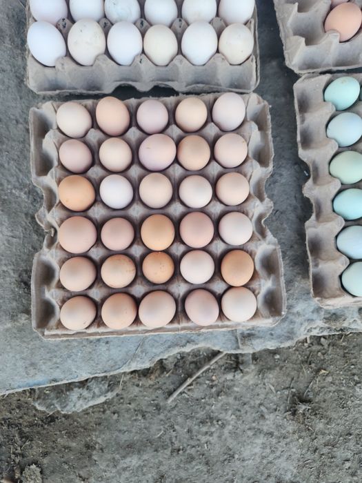 Товук тухлари сотилади