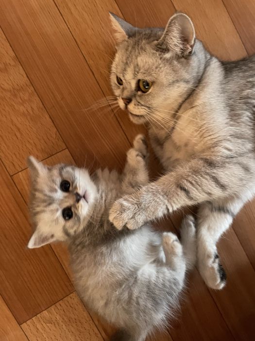 Шотландская котенок