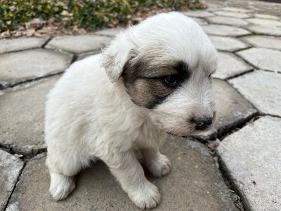 Отдам в хорошие руки