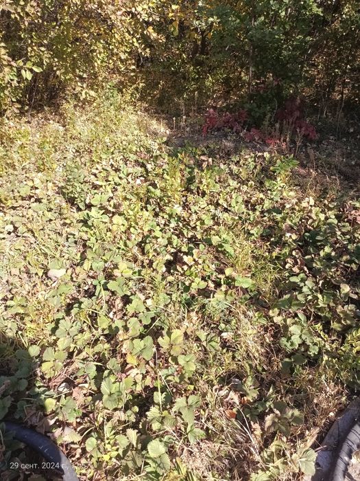 Продам дачу в 22 коллективе