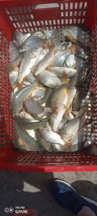 Sazan Amur Baligʻlarimiz bor