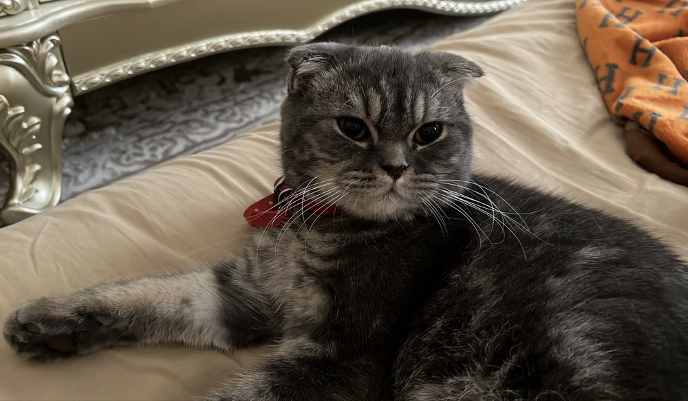 Скотш Фолд девочка