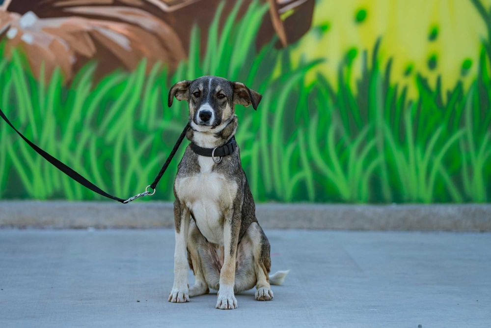 Собака (3 года) в добрые руки