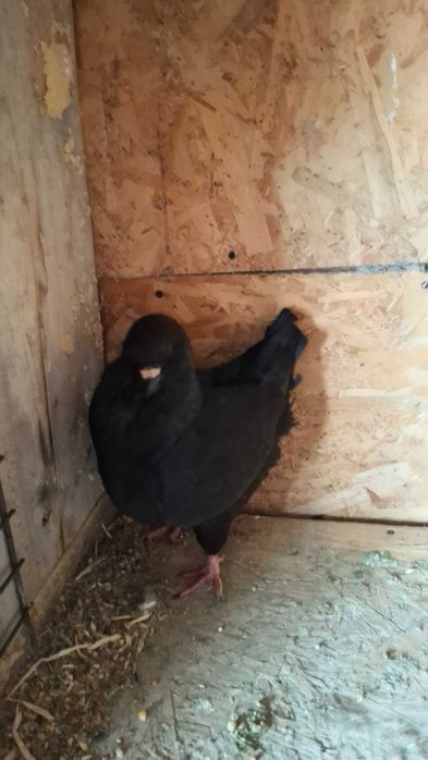 Porumbei kingi de vanzare