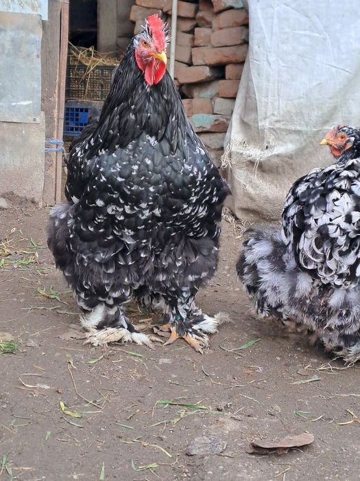 Vand cocoș cochinchina bobat 2025