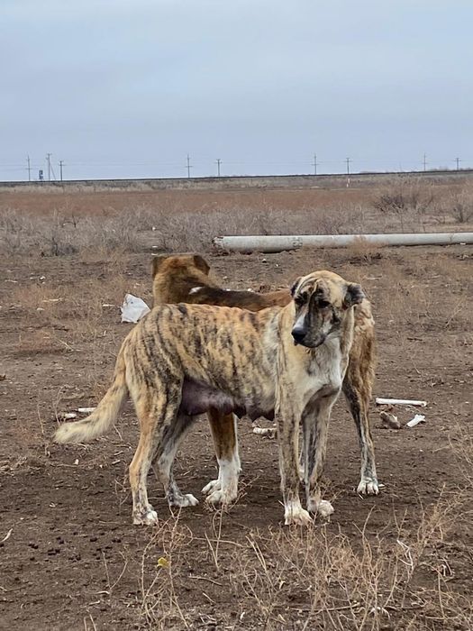 Тобет кушиктер бар