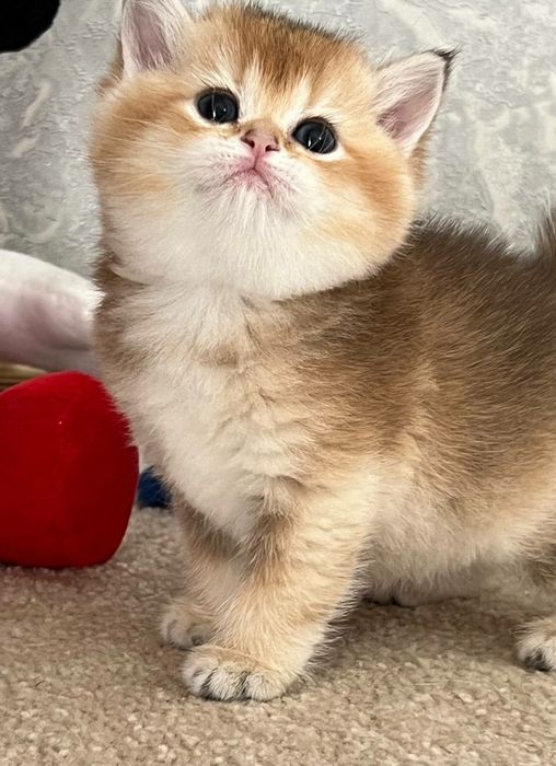 Девочка британка чистокровная золотая шиншилла